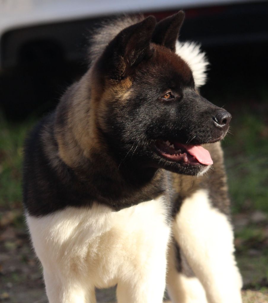 Des Griffes D'Artio - Chiot disponible  - Akita americain