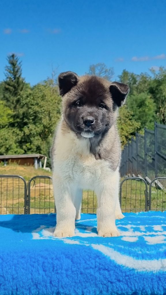 Des Griffes D'Artio - Chiot disponible  - Akita americain