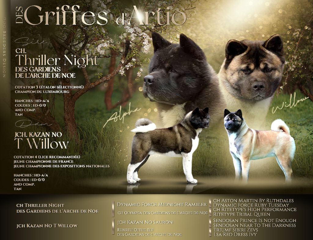 chiot Akita americain Des Griffes D'Artio