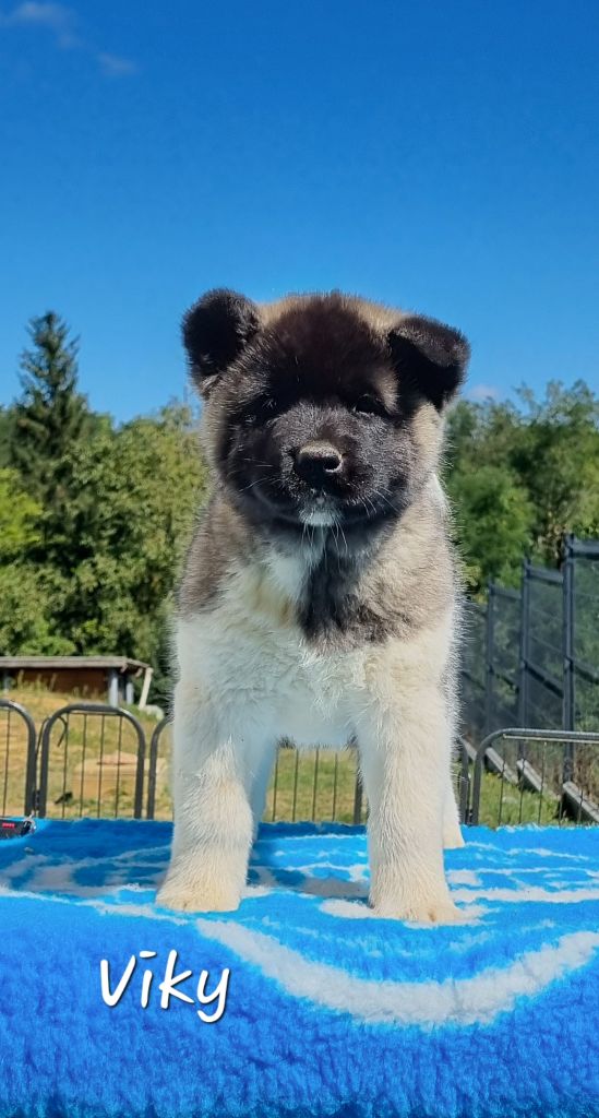 Des Griffes D'Artio - Chiot disponible  - Akita americain