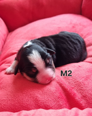 M2