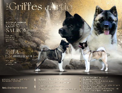 Des Griffes D'Artio - Akita americain - Portée née le 19/01/2023