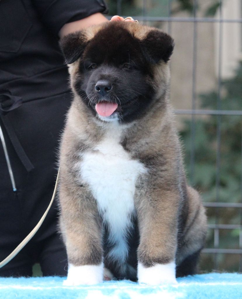 Des Griffes D'Artio - Chiot disponible  - Akita americain