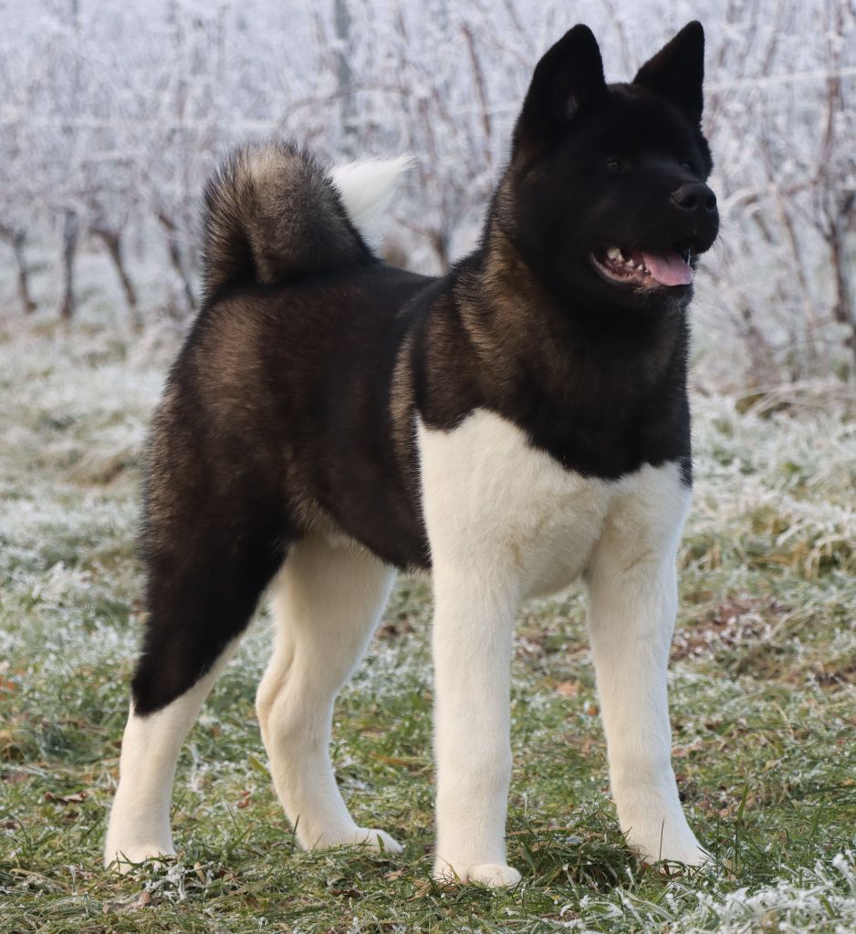 Des Griffes D'Artio - Chiot disponible  - Akita americain