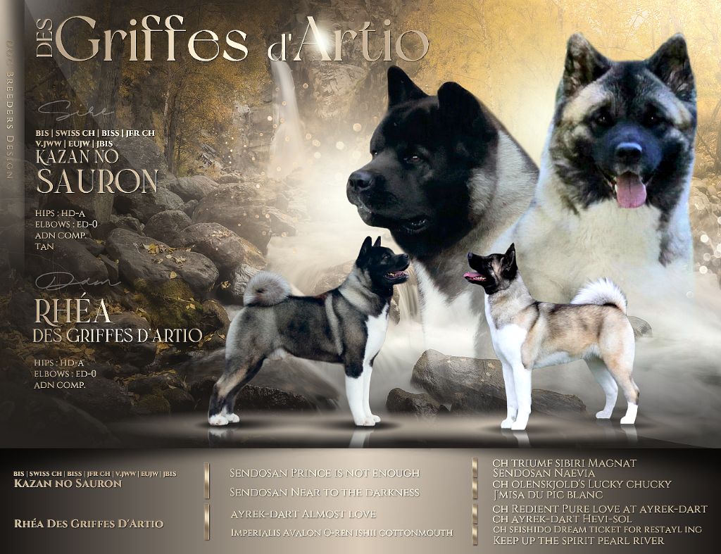 chiot Akita americain Des Griffes D'Artio