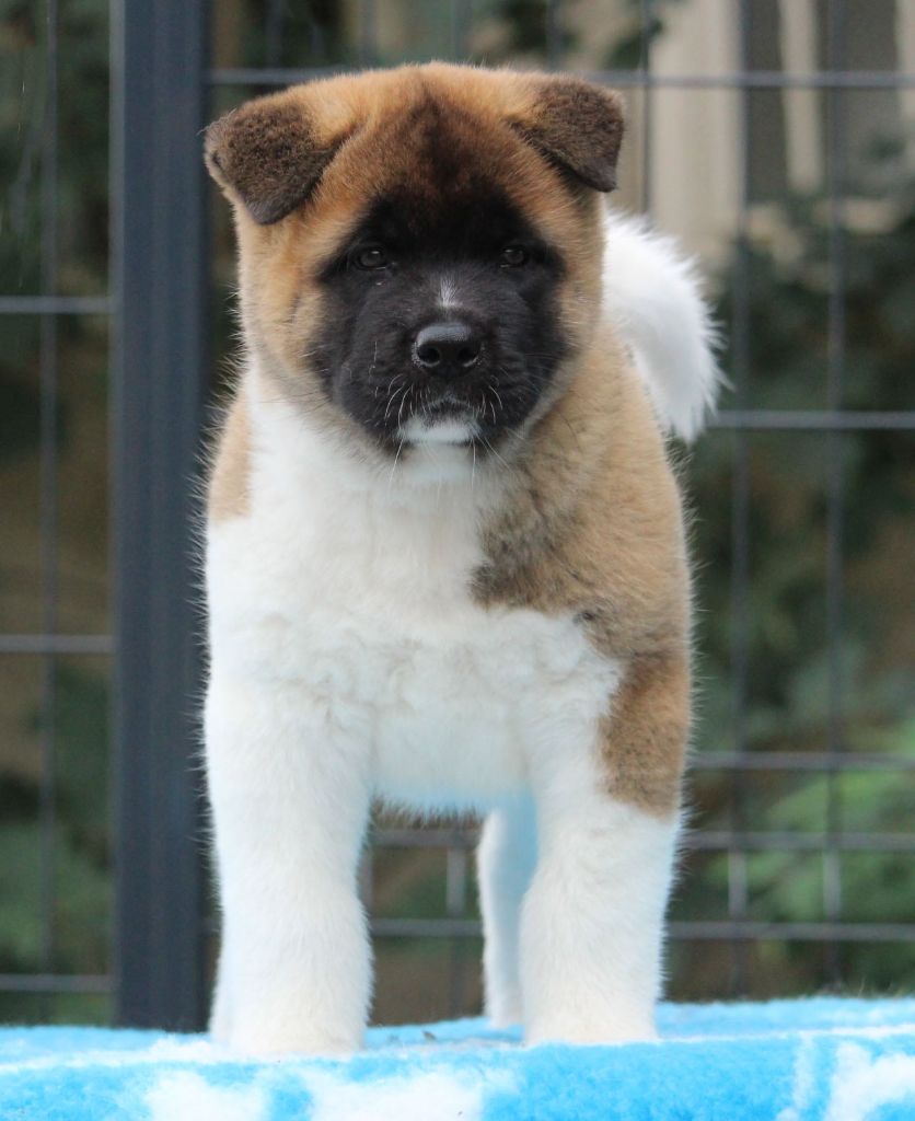 Des Griffes D'Artio - Chiot disponible  - Akita americain