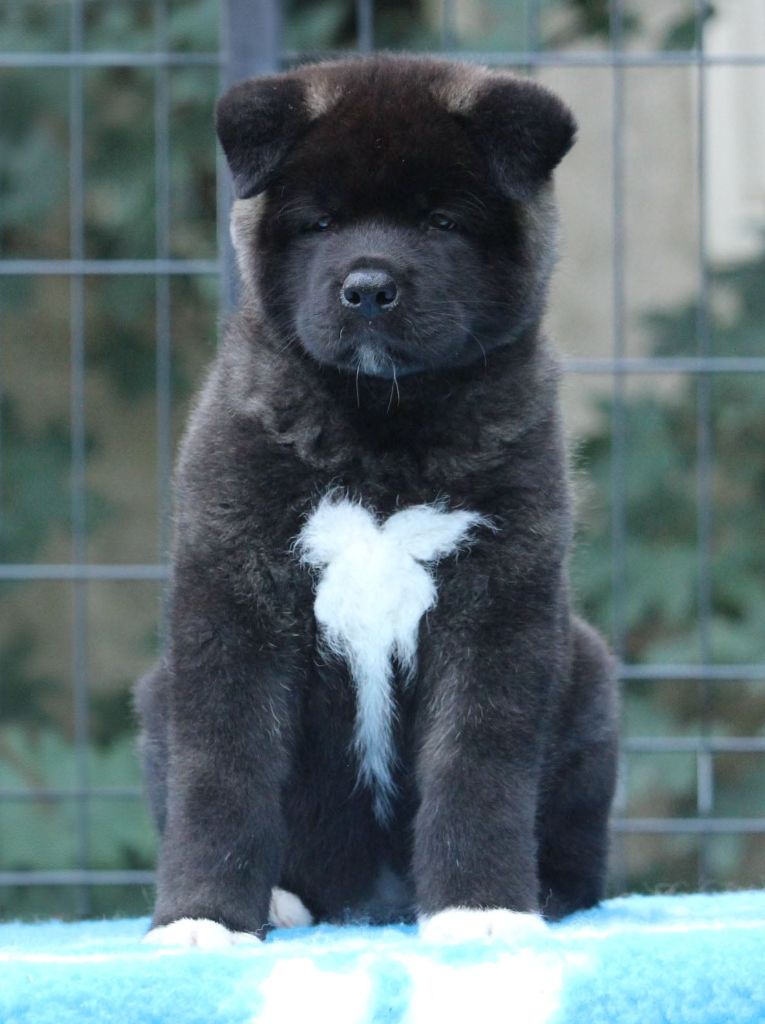 Des Griffes D'Artio - Chiot disponible  - Akita americain