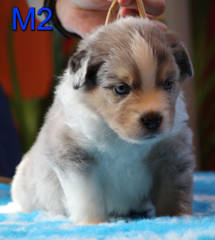 Usko Des Griffes D'Artio