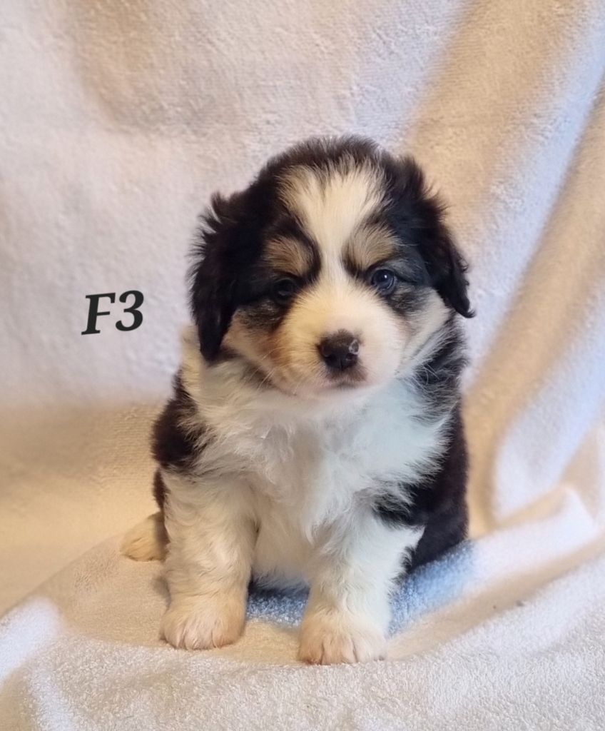 Appy Des Griffes D'Artio