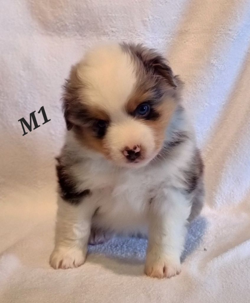 Aiko Des Griffes D'Artio