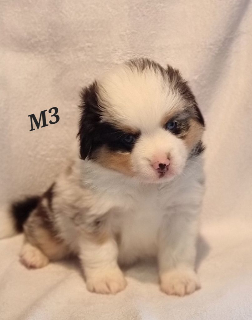 Archie Des Griffes D'Artio