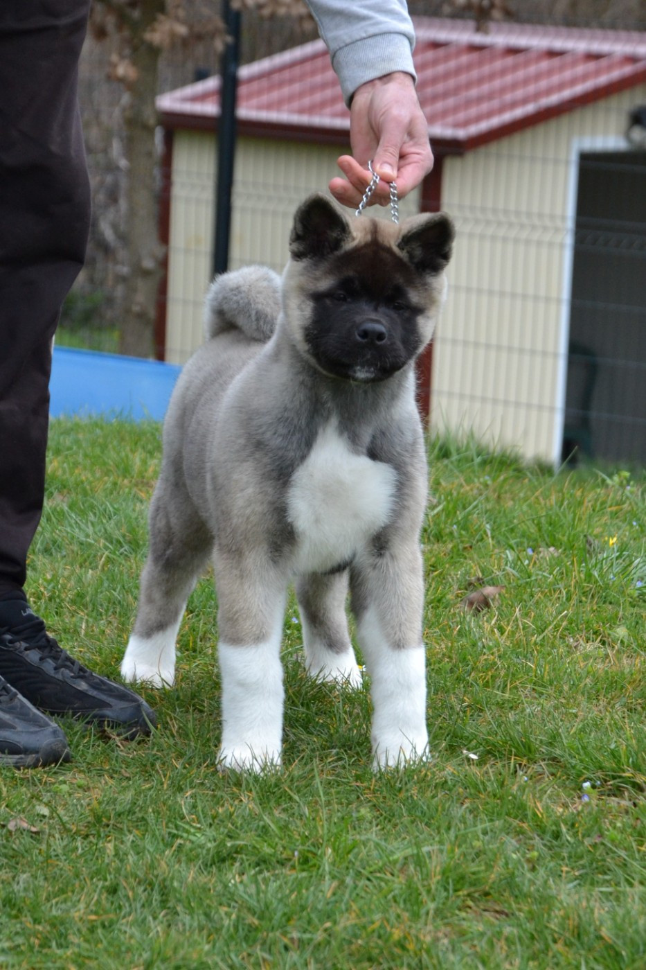 Anouchka Des Griffes D'Artio