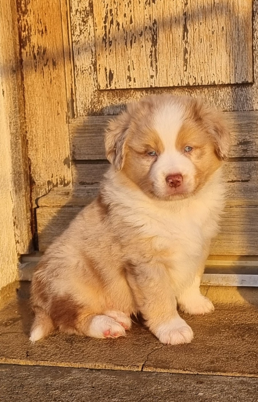 Arry Des Griffes D'Artio