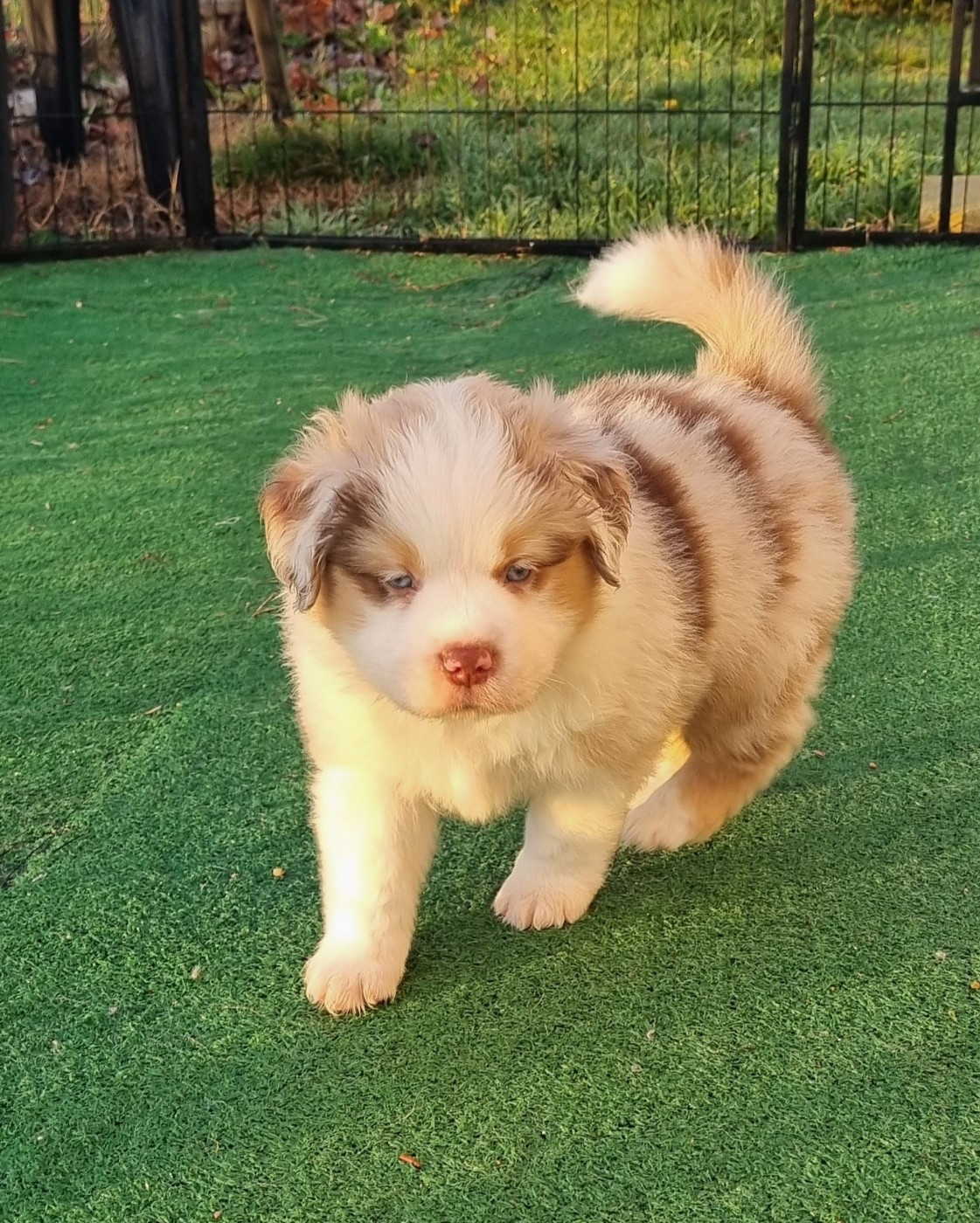 A'Bob Des Griffes D'Artio