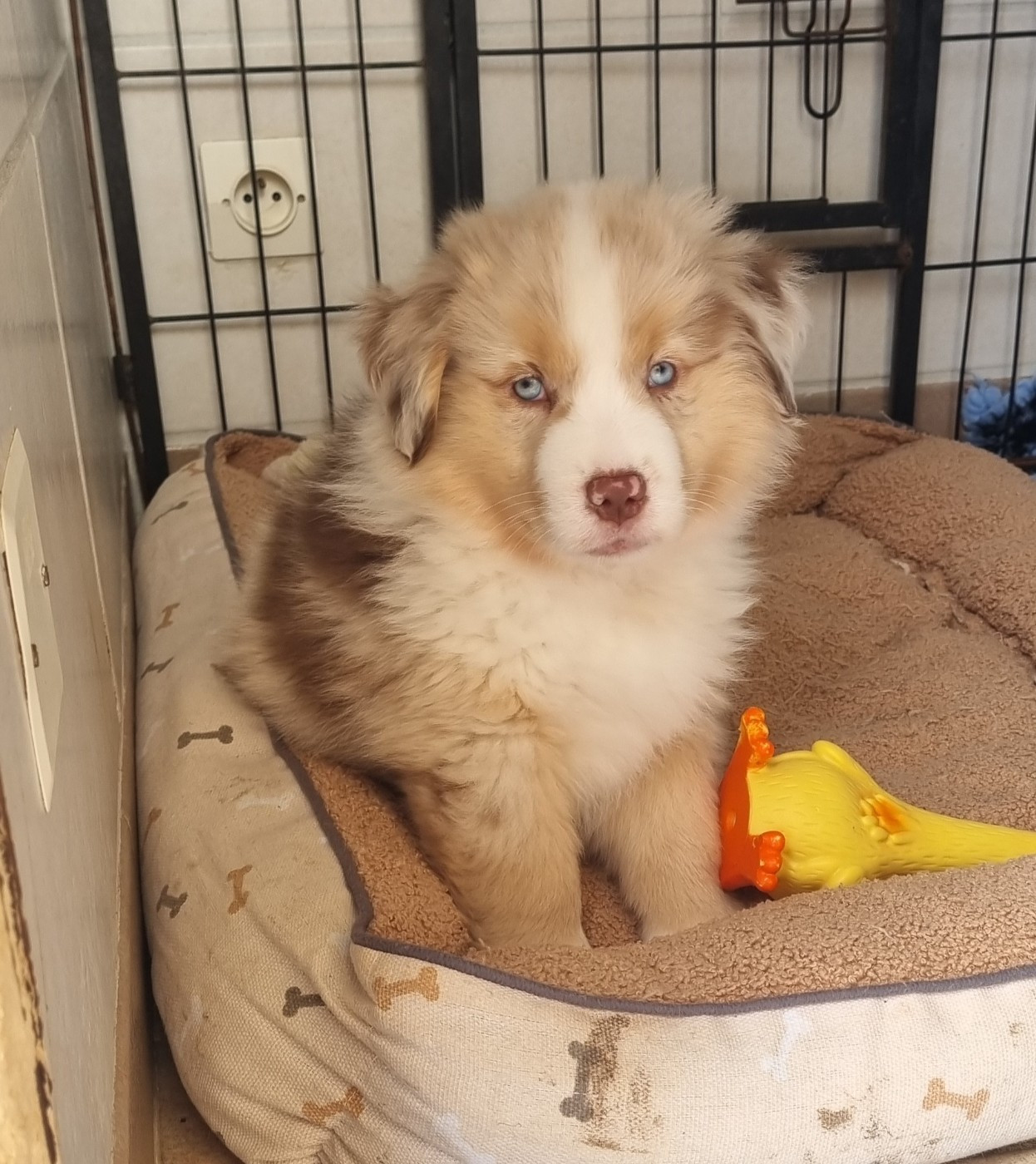 Aiko Des Griffes D'Artio