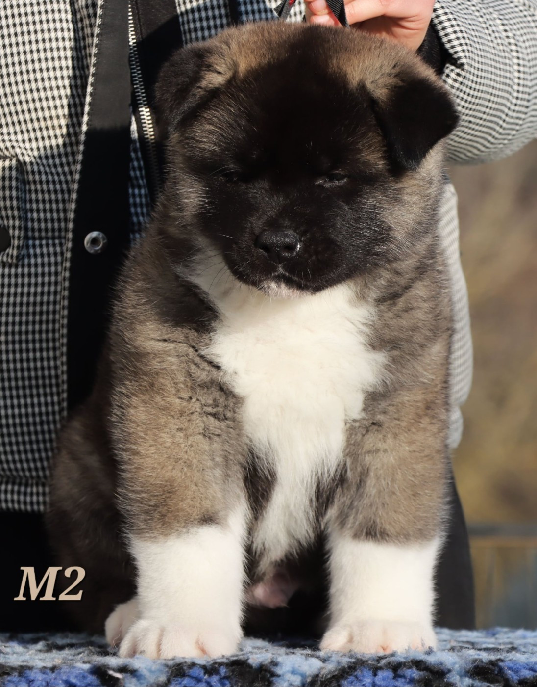 Arco Des Griffes D'Artio