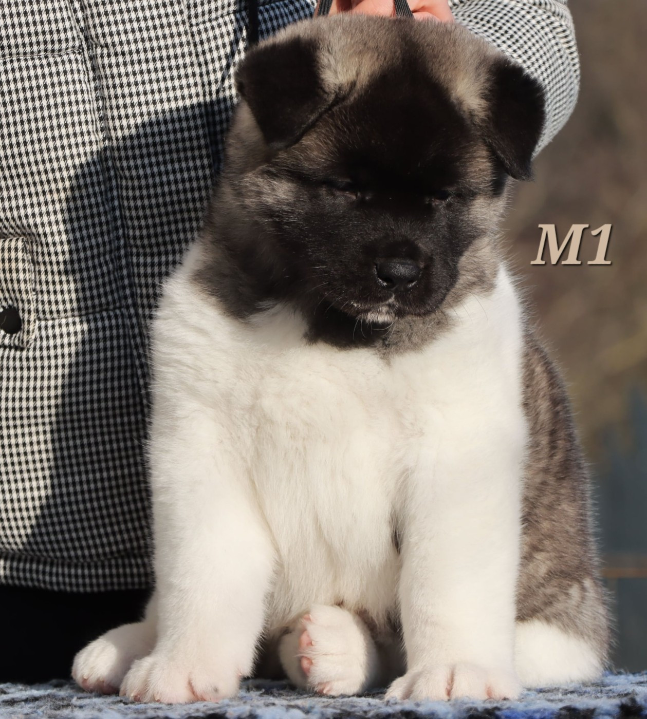 Aiko Des Griffes D'Artio