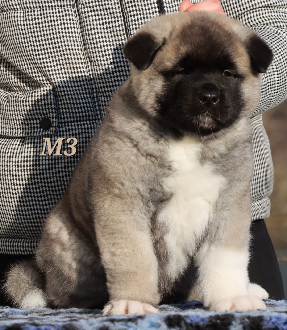 Arrow Des Griffes D'Artio