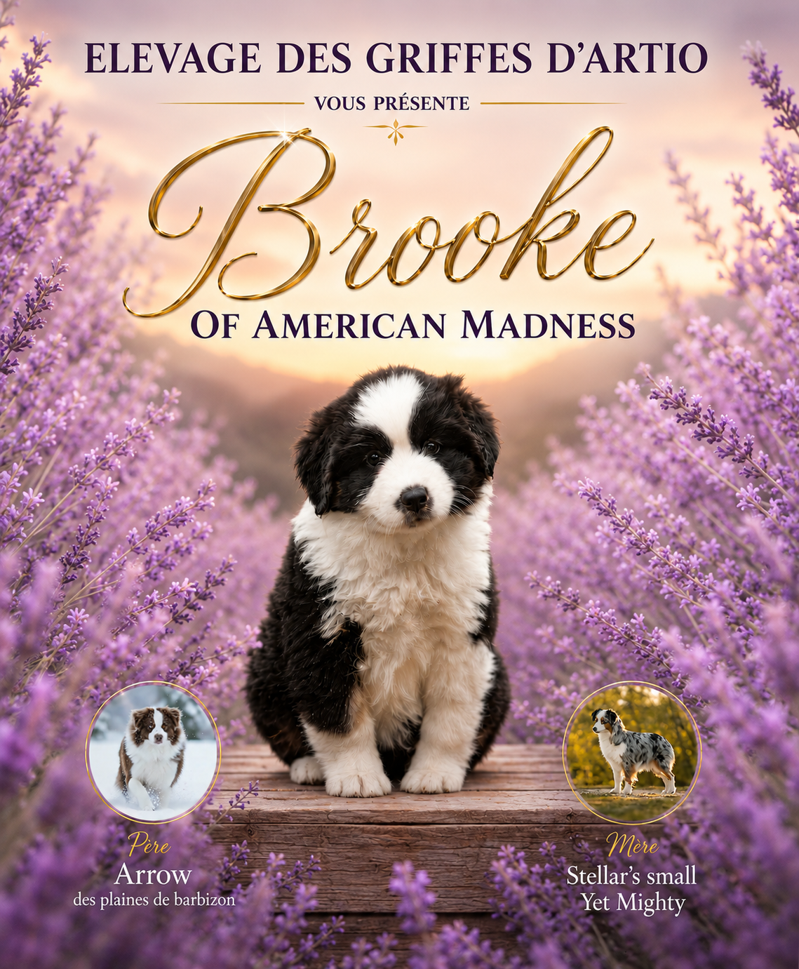 Brooke Of American Madness