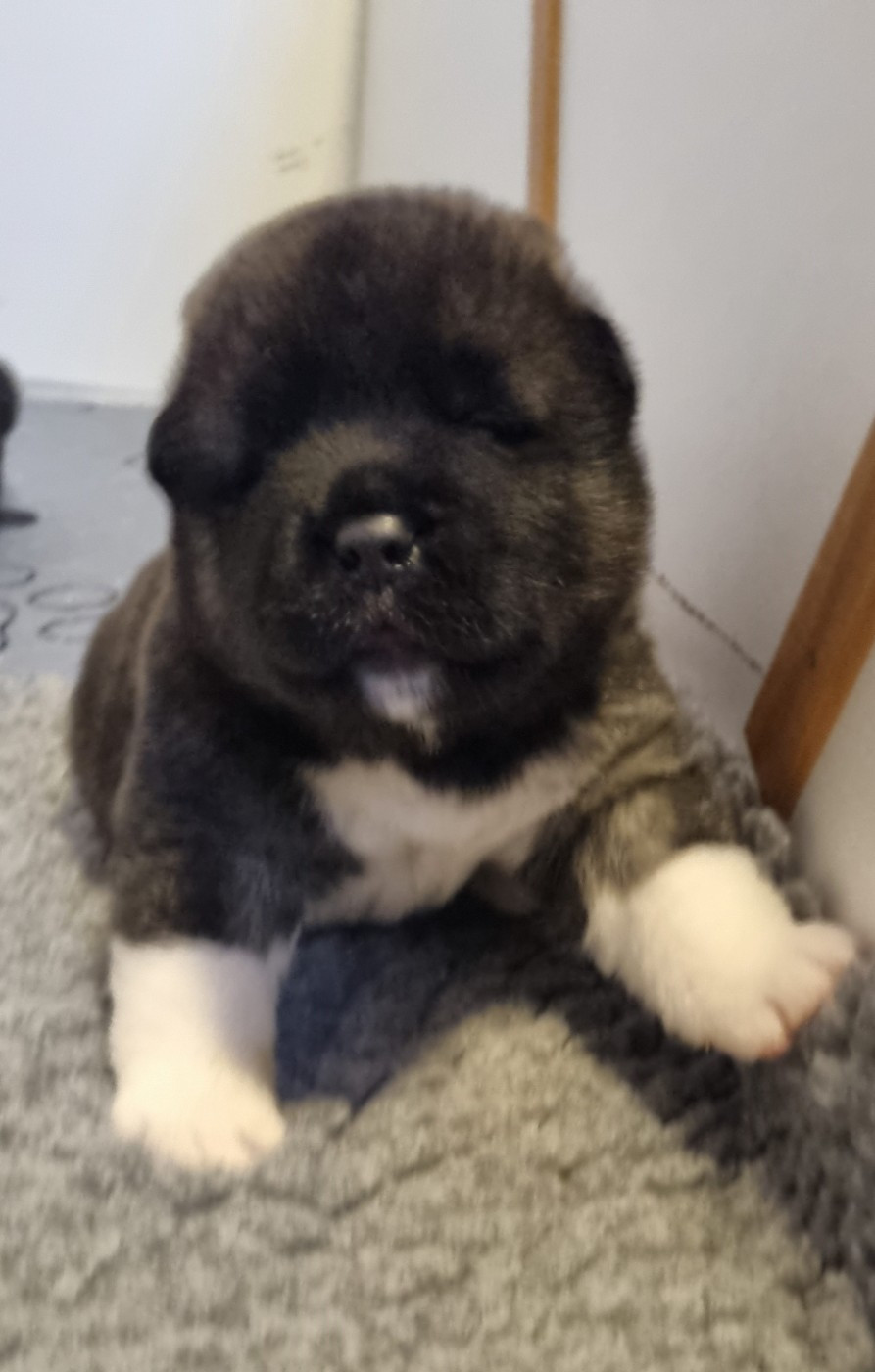 Des Griffes D'Artio - Chiots disponibles - Akita americain