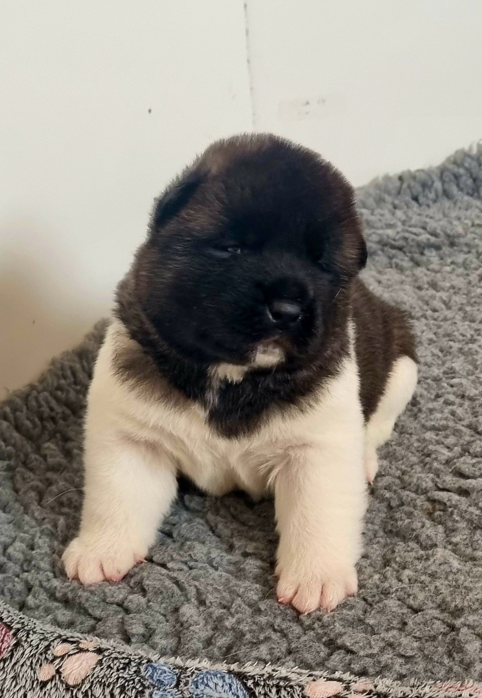 Des Griffes D'Artio - Chiots disponibles - Akita americain