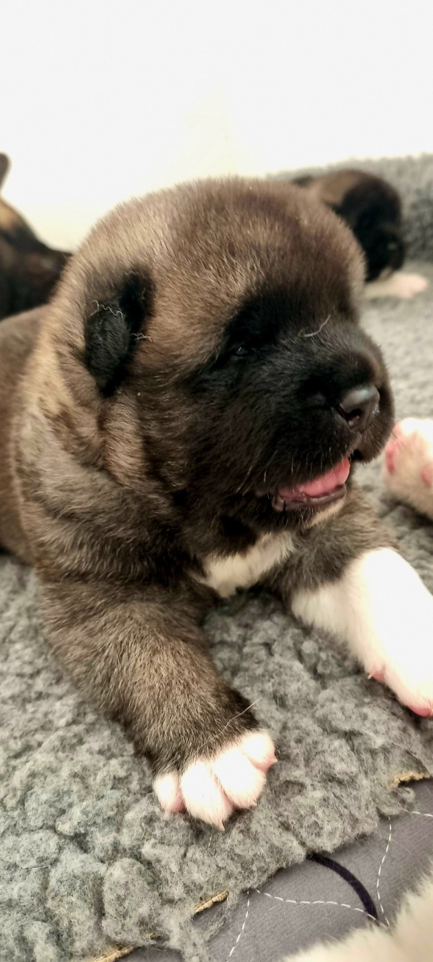 Des Griffes D'Artio - Chiots disponibles - Akita americain