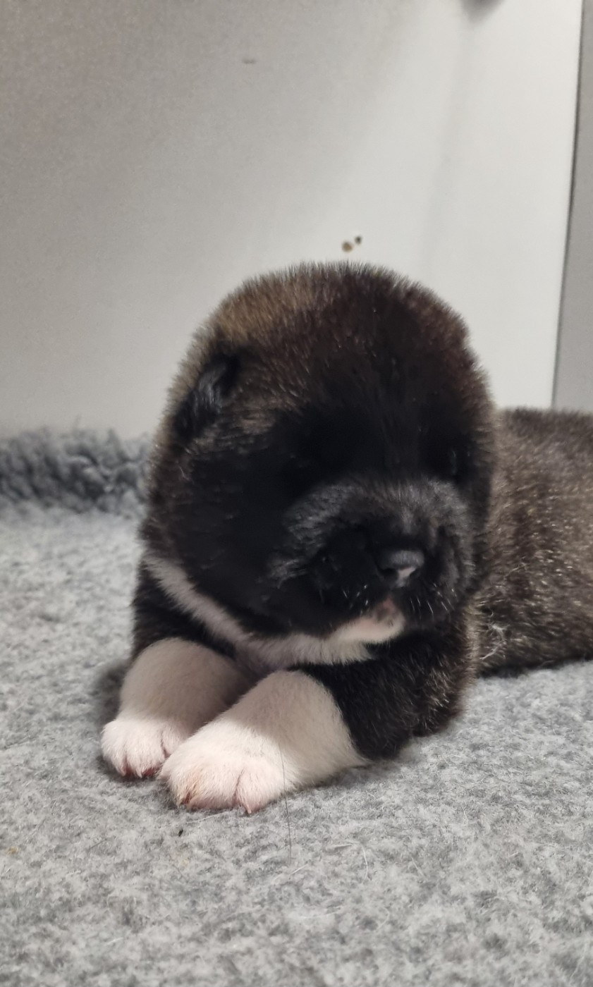 Des Griffes D'Artio - Chiots disponibles - Akita americain