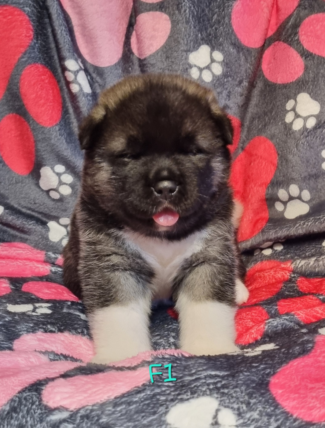 Des Griffes D'Artio - Chiots disponibles - Akita americain