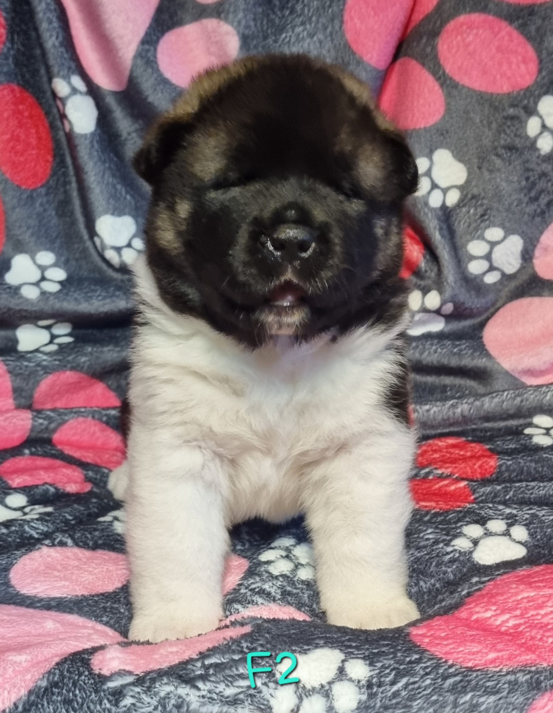 Des Griffes D'Artio - Chiots disponibles - Akita americain