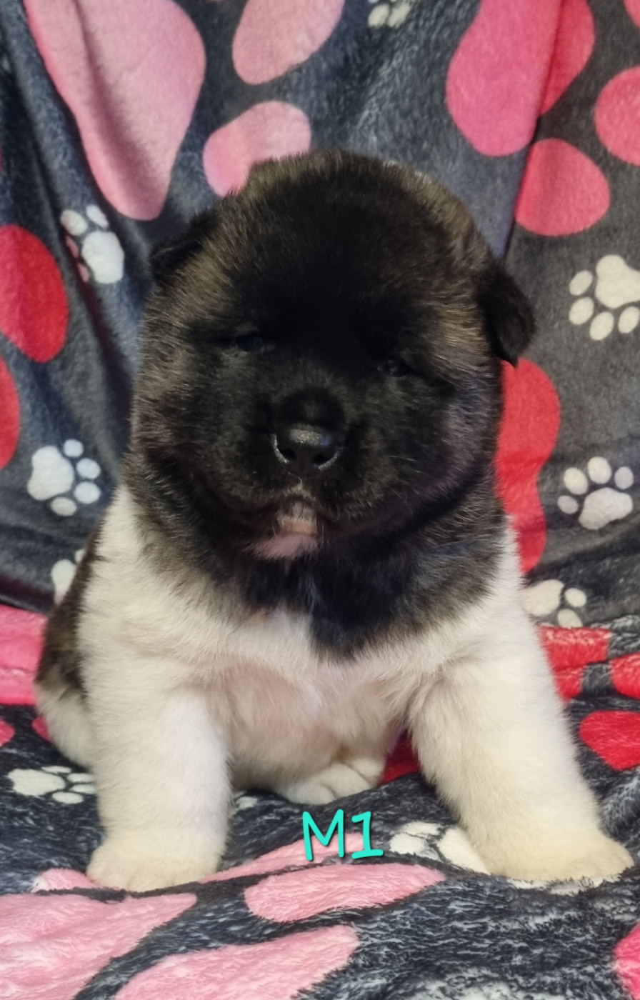 Des Griffes D'Artio - Chiots disponibles - Akita americain