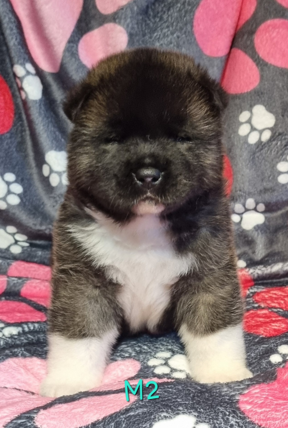 Des Griffes D'Artio - Chiots disponibles - Akita americain