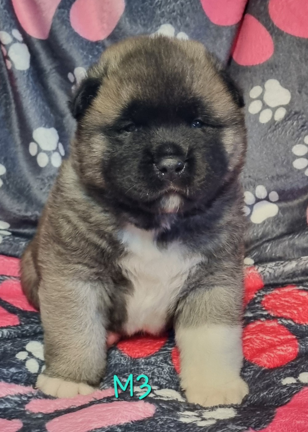 Des Griffes D'Artio - Chiots disponibles - Akita americain