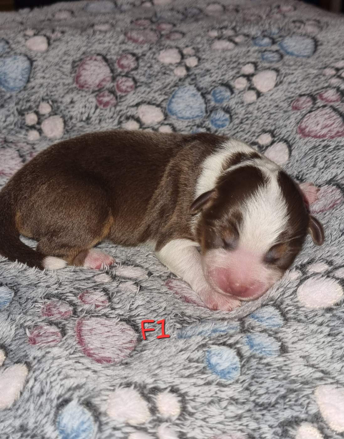 Des Griffes D'Artio - Chiots disponibles - Berger Américain Miniature 