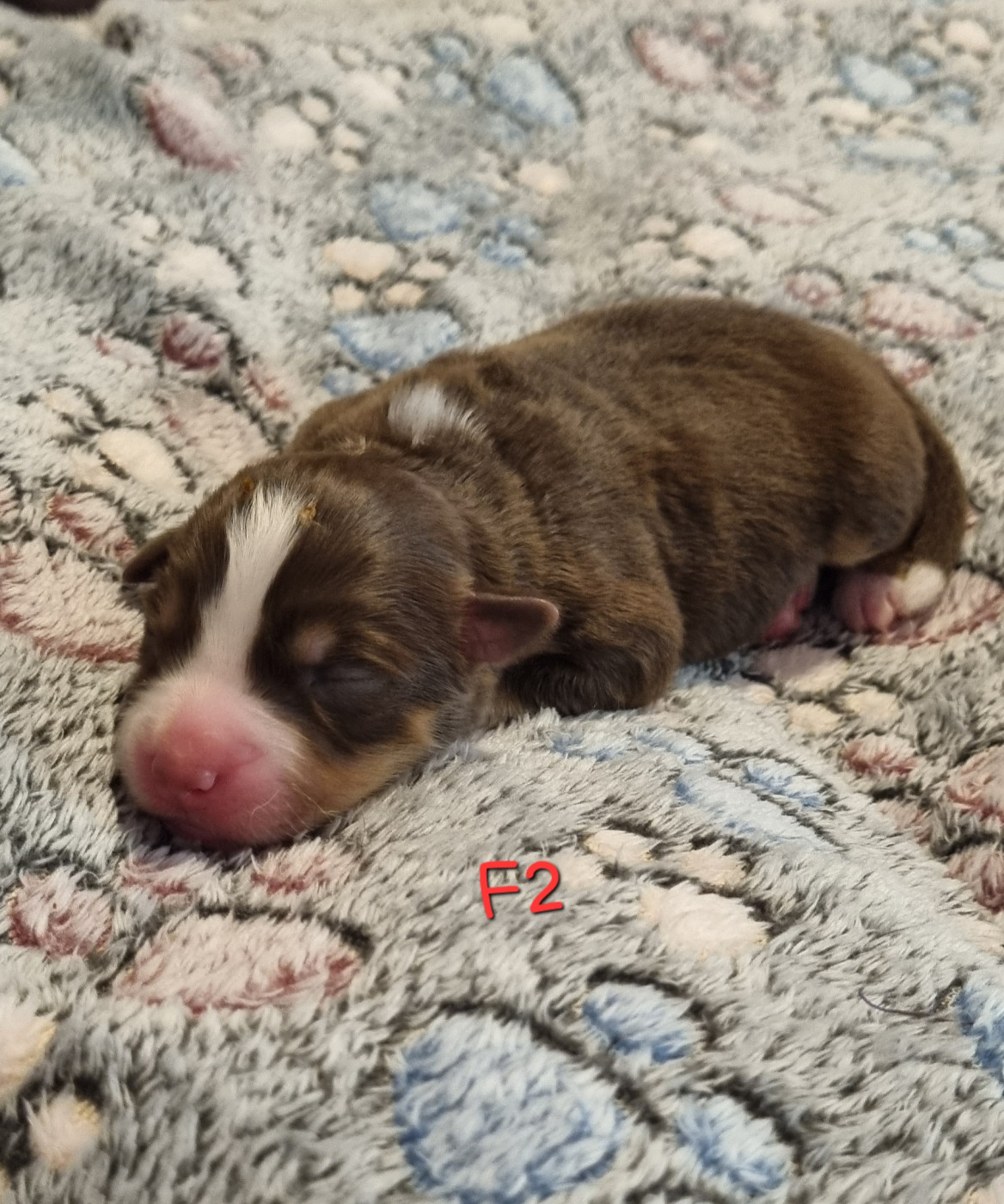 Des Griffes D'Artio - Chiots disponibles - Berger Américain Miniature 