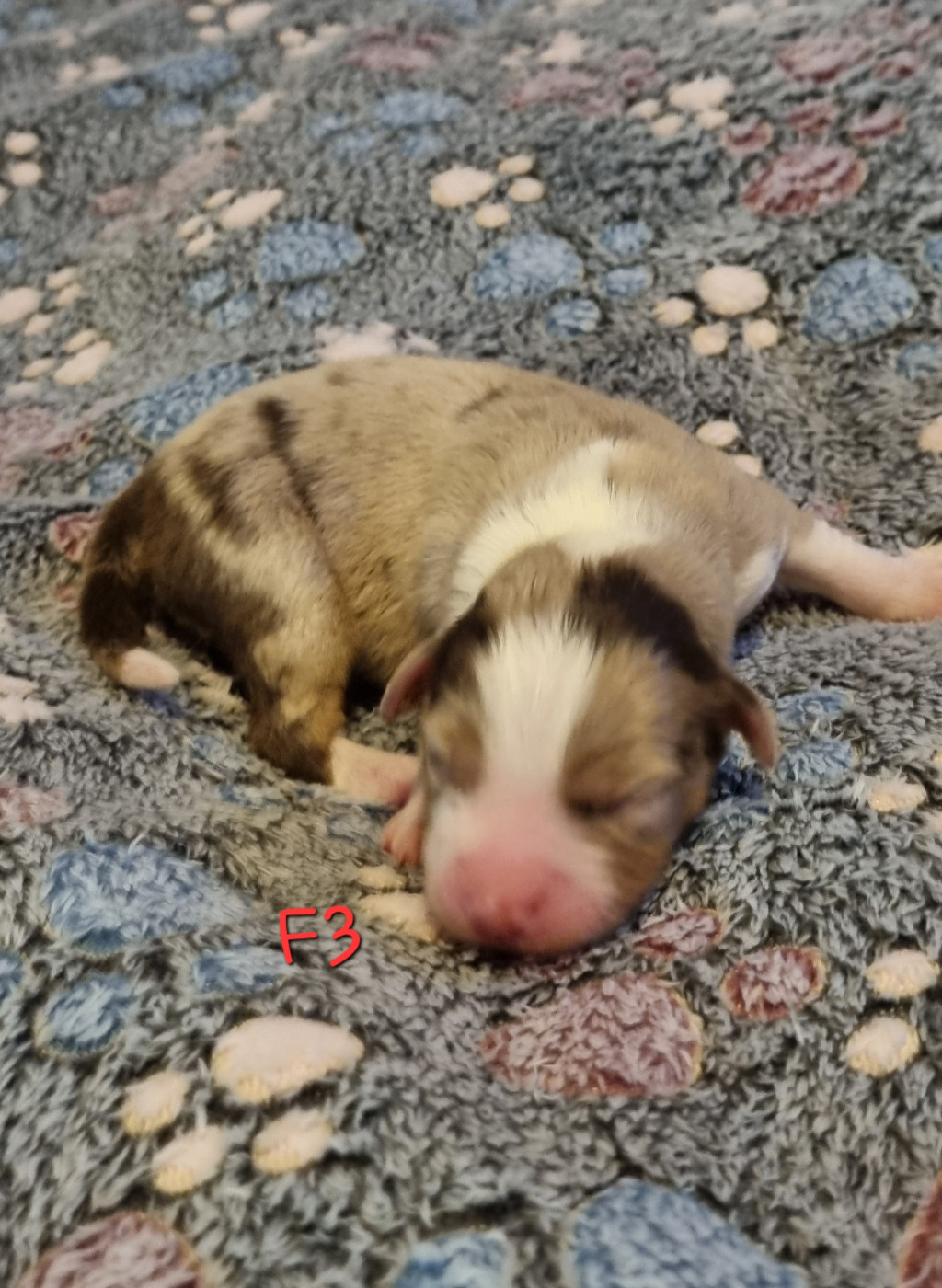 Des Griffes D'Artio - Chiots disponibles - Berger Américain Miniature 