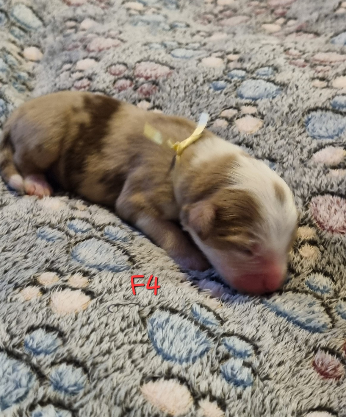 Des Griffes D'Artio - Chiots disponibles - Berger Américain Miniature 