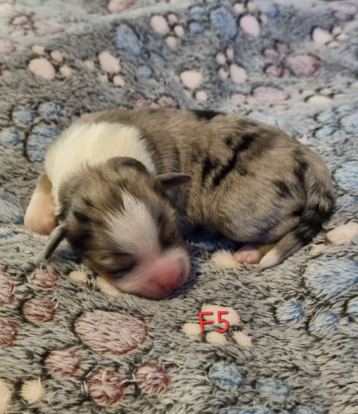 Des Griffes D'Artio - Chiots disponibles - Berger Américain Miniature 