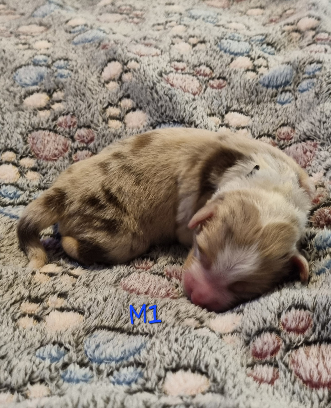 Des Griffes D'Artio - Chiots disponibles - Berger Américain Miniature 