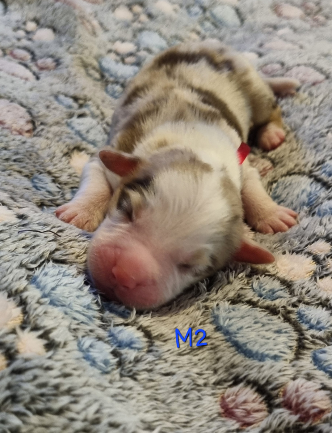 Des Griffes D'Artio - Chiots disponibles - Berger Américain Miniature 