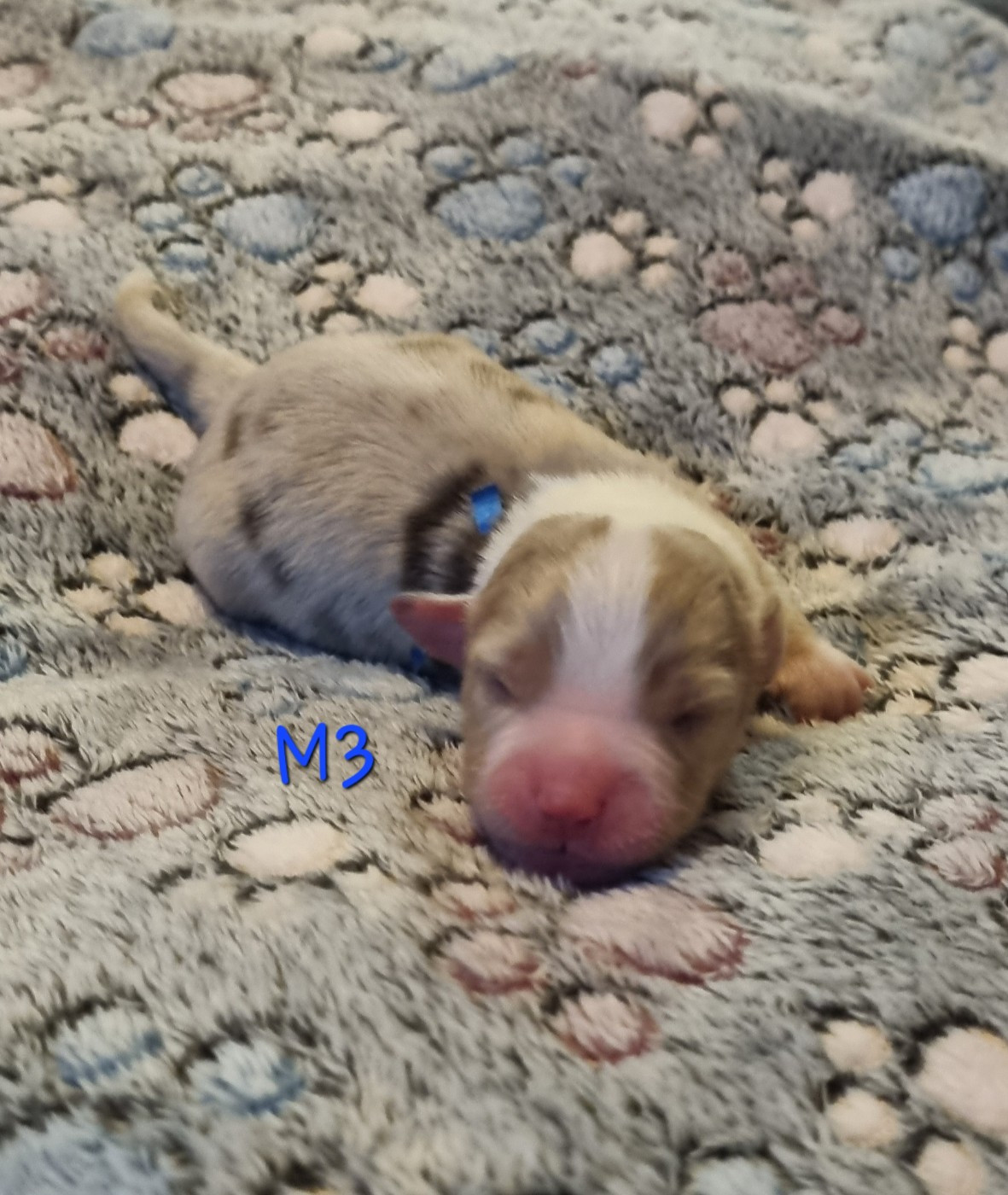 Des Griffes D'Artio - Chiots disponibles - Berger Américain Miniature 