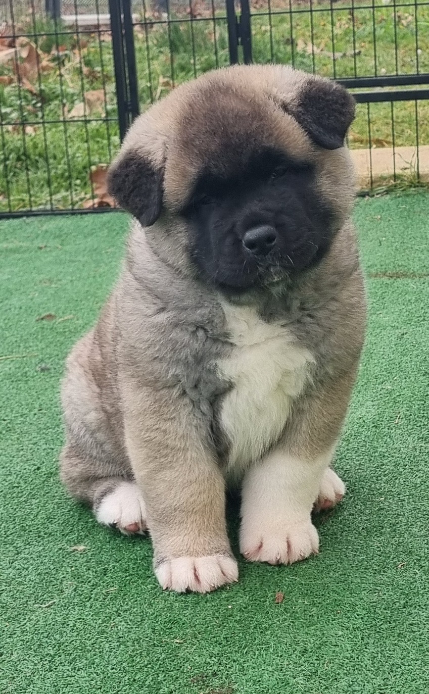 Des Griffes D'Artio - Chiots disponibles - Akita americain
