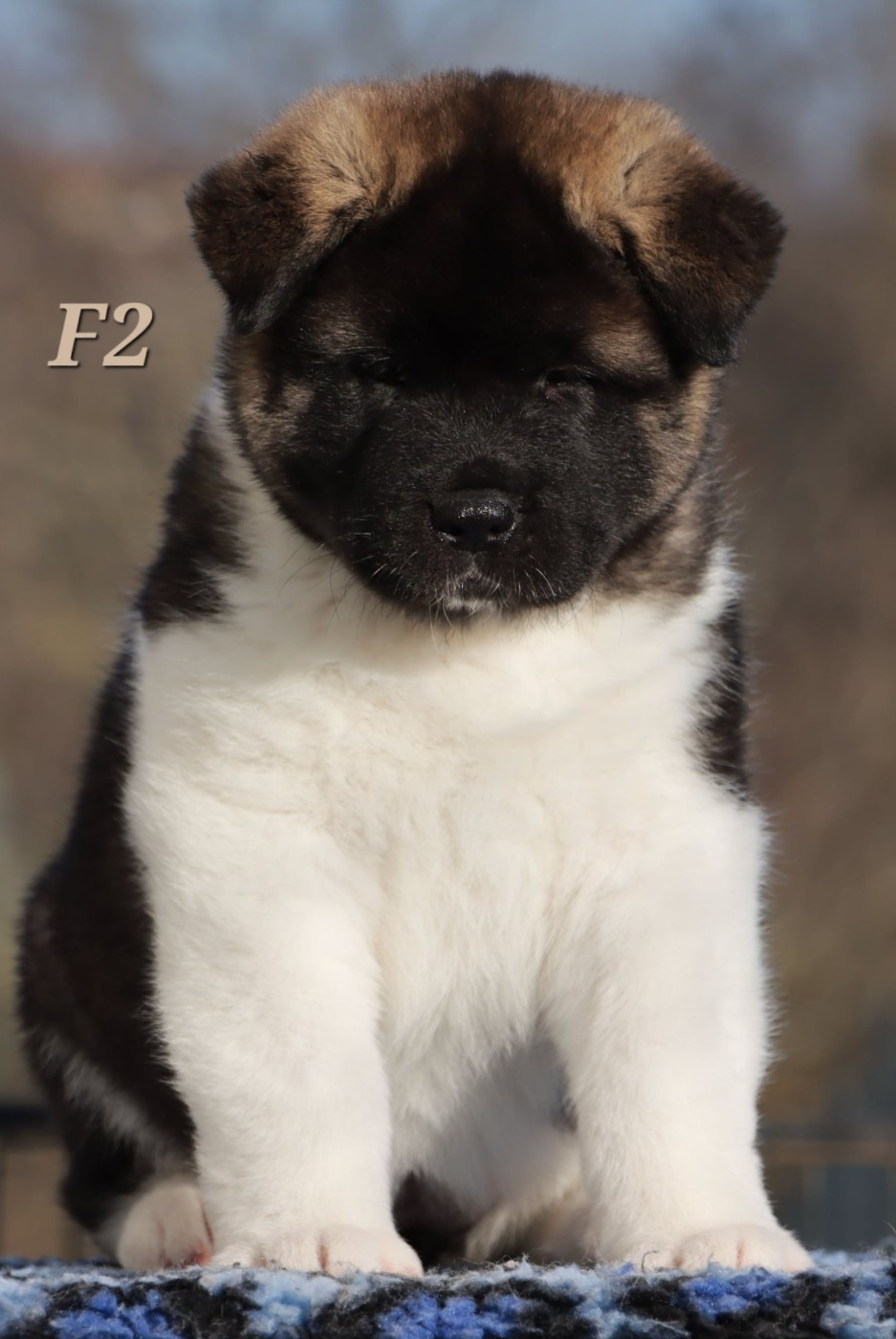 Des Griffes D'Artio - Chiots disponibles - Akita americain