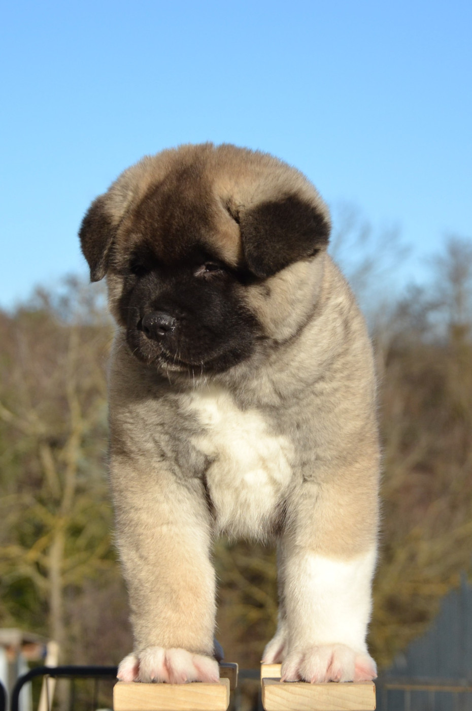 Des Griffes D'Artio - Chiots disponibles - Akita americain