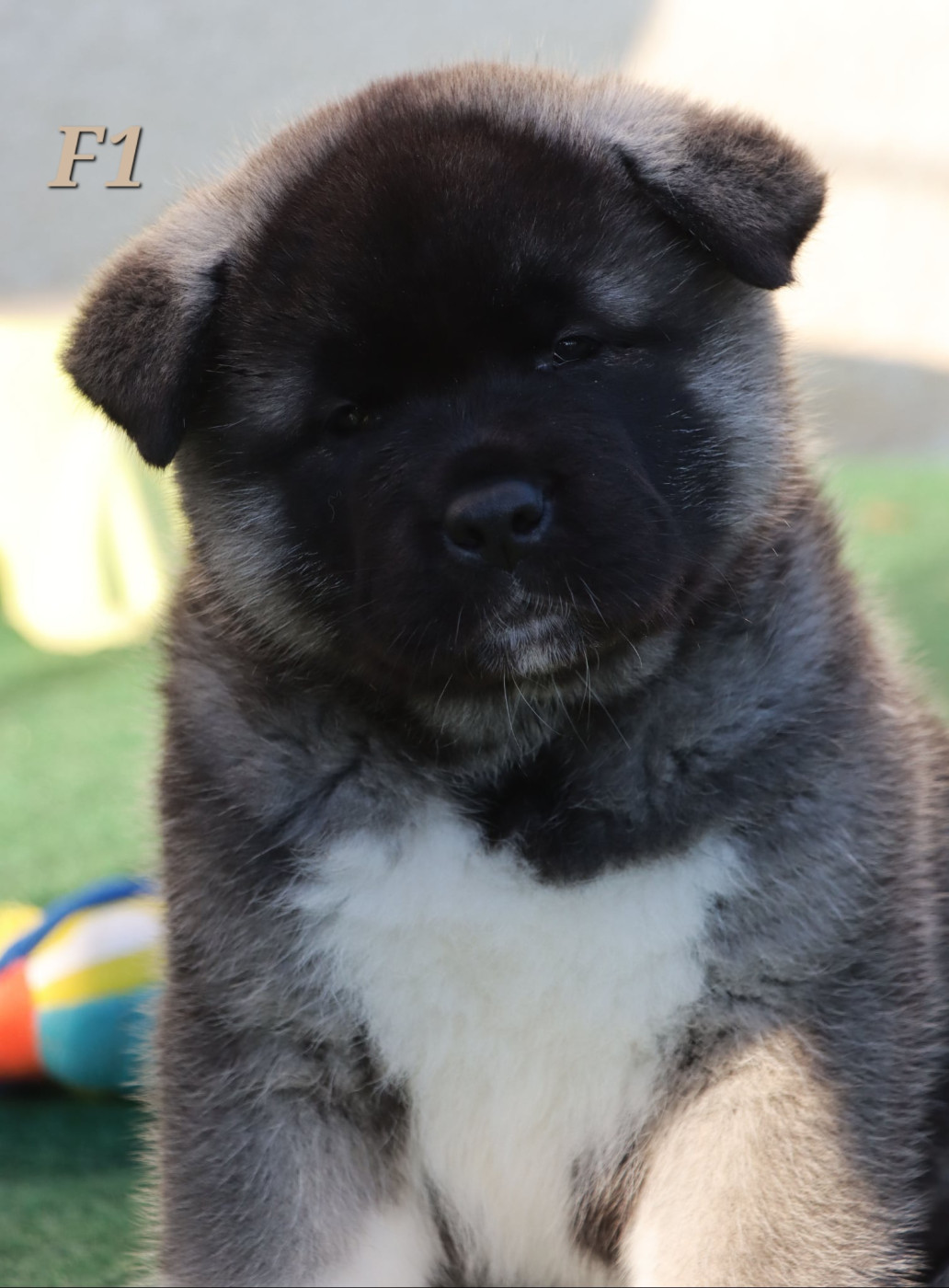 Des Griffes D'Artio - Chiots disponibles - Akita americain