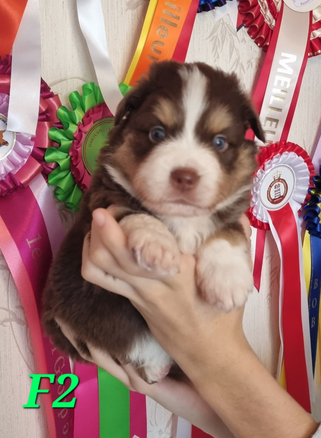 Des Griffes D'Artio - Chiots disponibles - Berger Américain Miniature 