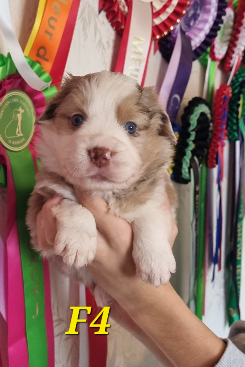 Des Griffes D'Artio - Chiots disponibles - Berger Américain Miniature 