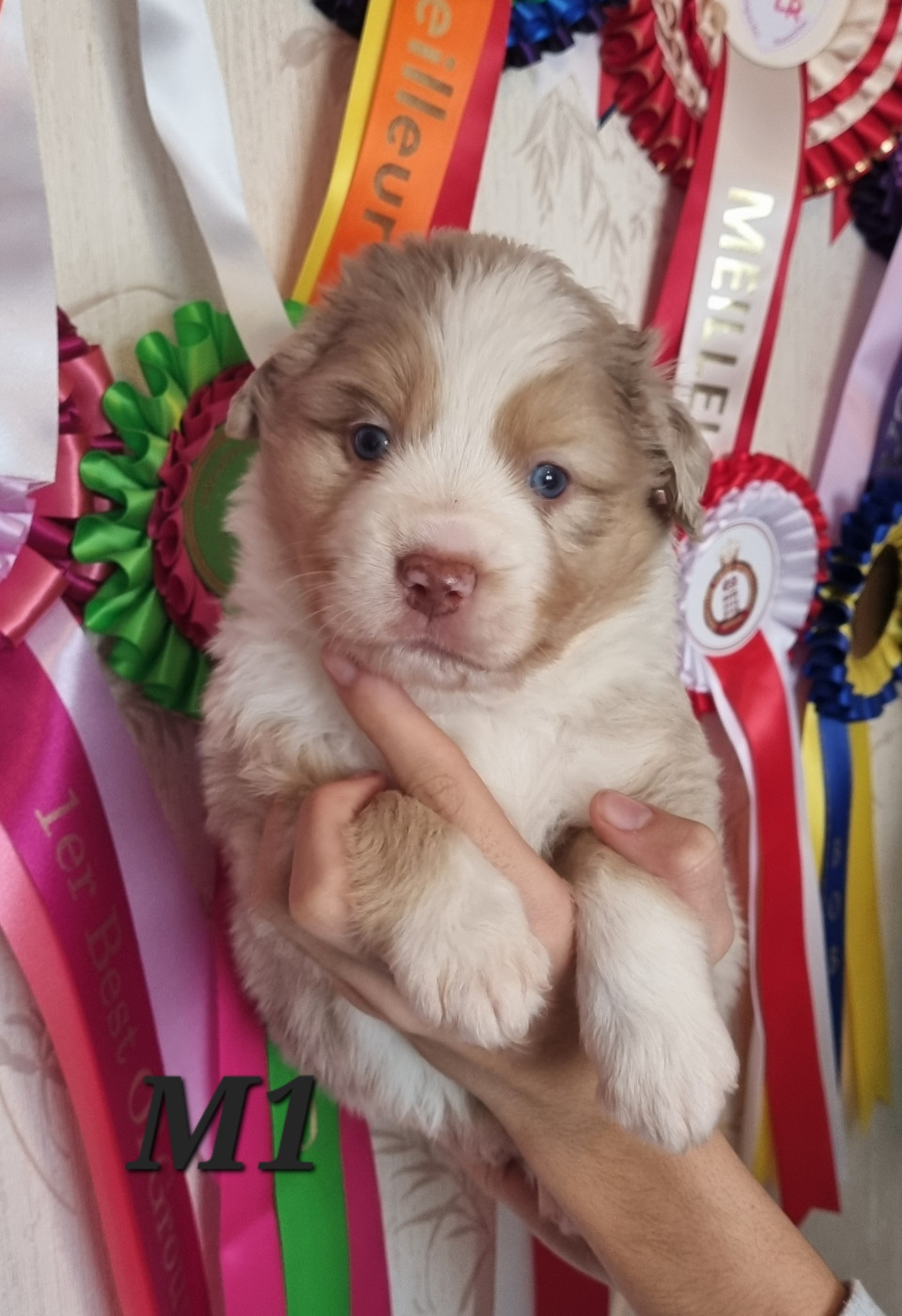 Des Griffes D'Artio - Chiots disponibles - Berger Américain Miniature 