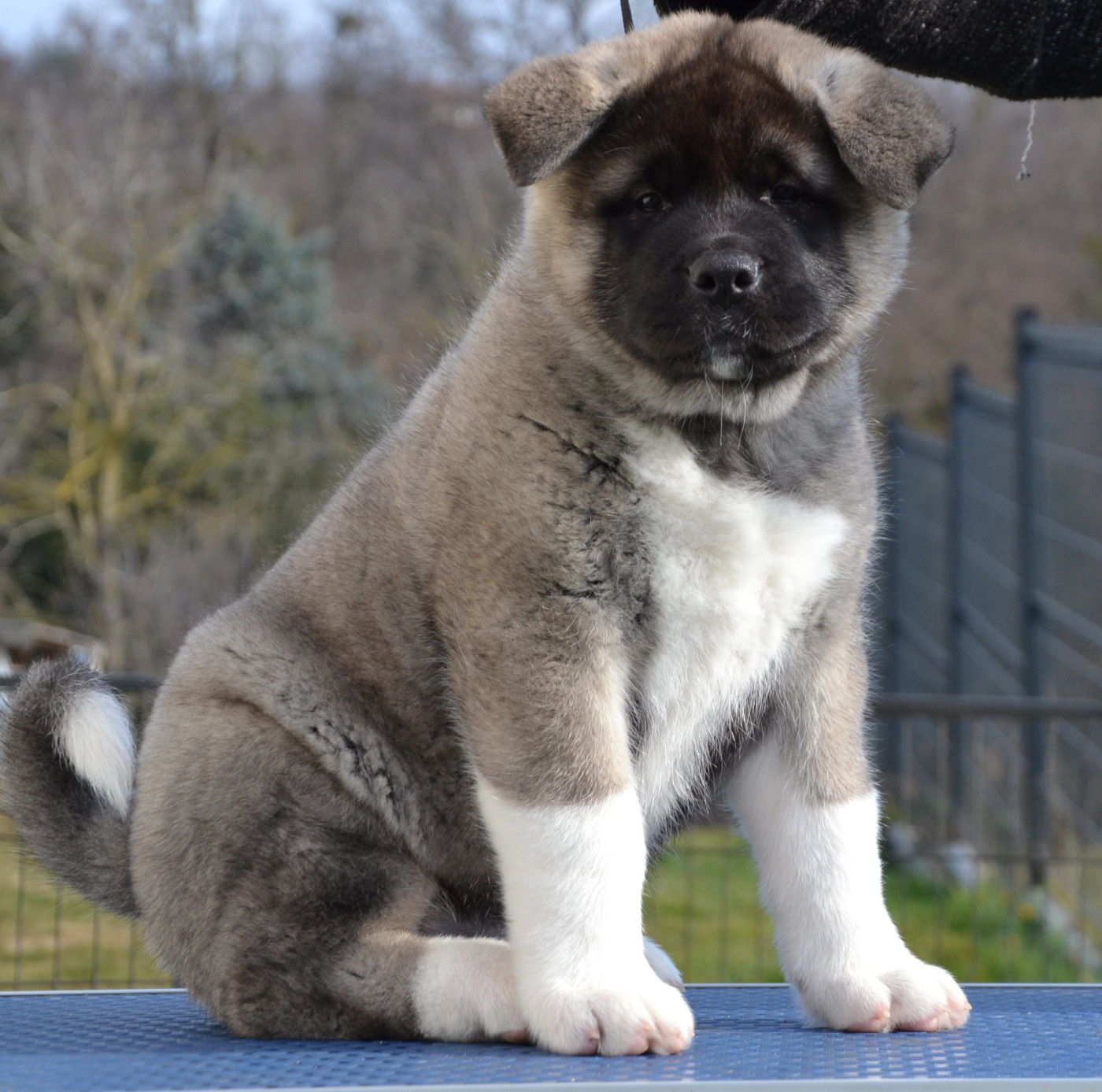 Des Griffes D'Artio - Chiots disponibles - Akita americain