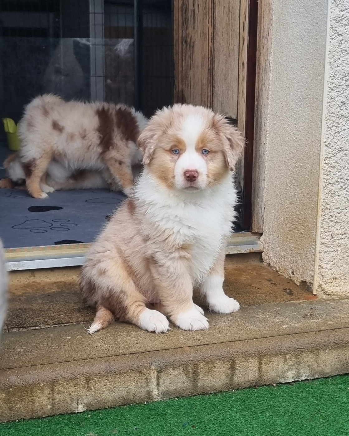 Des Griffes D'Artio - Chiots disponibles - Berger Américain Miniature 