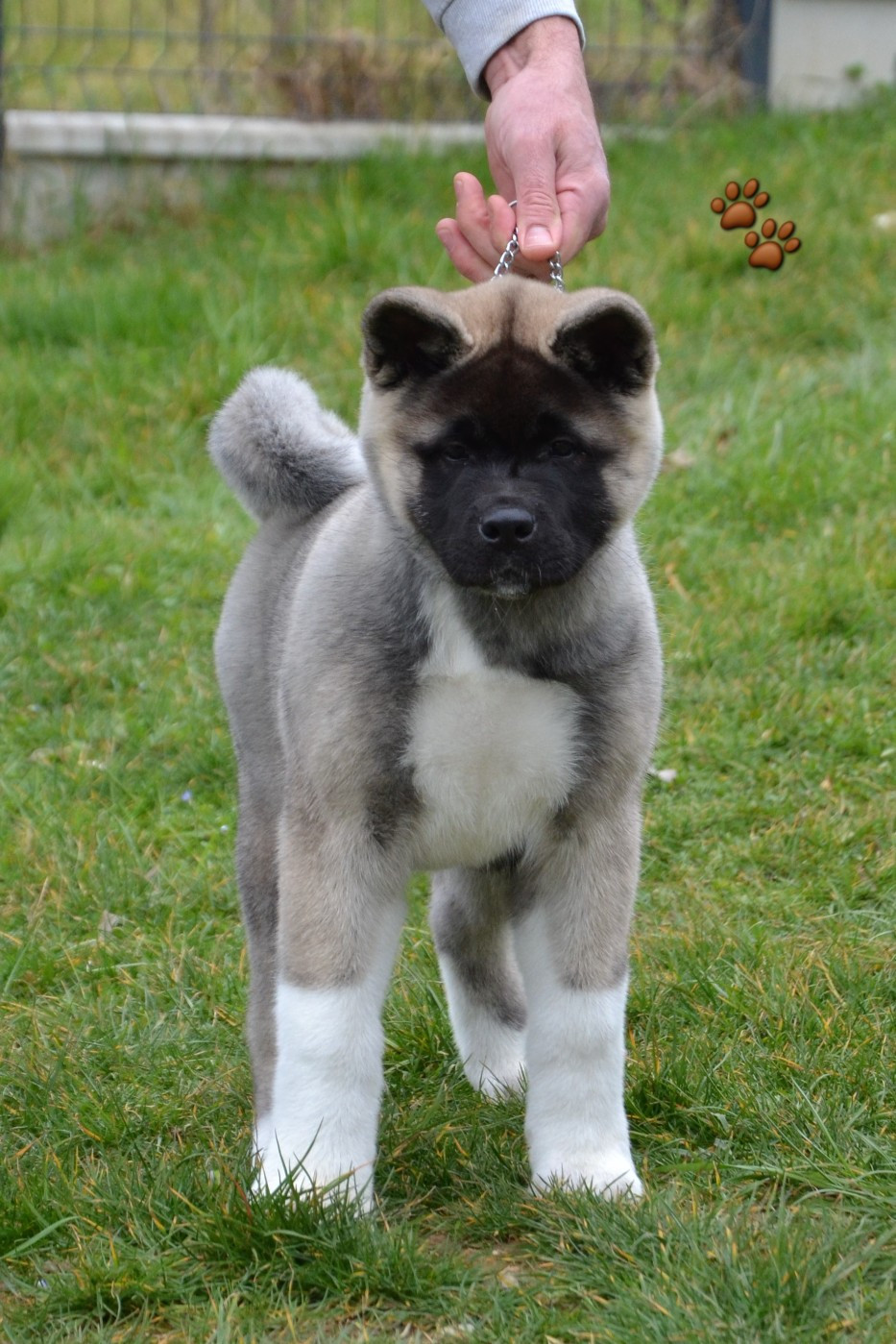 Des Griffes D'Artio - Chiots disponibles - Akita americain